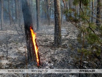 Пожар в Гродненском районе уничтожил около 30 га леса