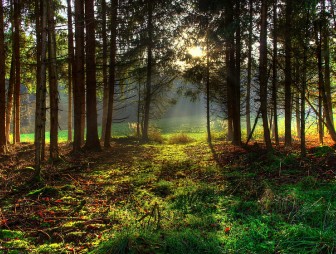 В Беларуси начали снимать запреты на посещение лесов