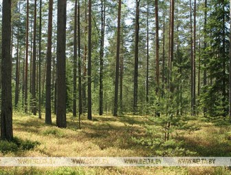 Запрет на посещение лесов снят в пяти районах Гродненской области