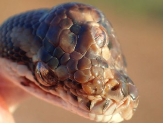 В Австралии обнаружили трехглазую змею