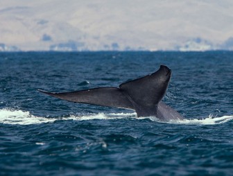 В Италии нашли самый большой скелет синего кита