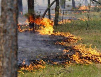 По вине людей. В Лидском районе потушили два лесных пожара