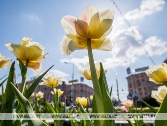 До +23°С ожидается по юго-востоку Беларуси 15 мая
