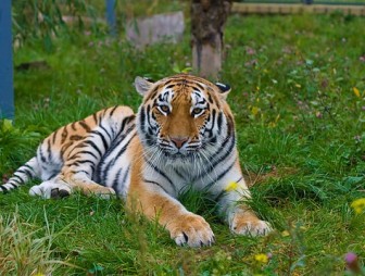 В Гродненском зоопарке тигры открыли купальный сезон