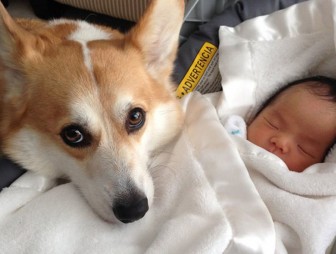 Собака спасла жизнь младенцу, зарытому в земле матерью-подростком