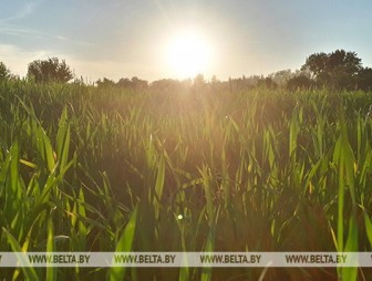 Теплая погода ожидается в Беларуси в выходные