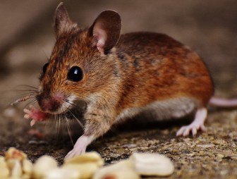Мышка хвостиком махнула… Какие болезни передают грызуны и как от них уберечься