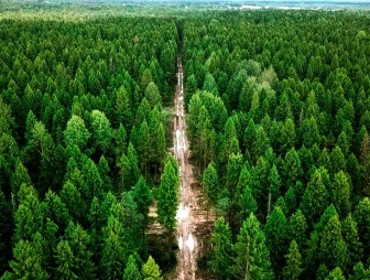 Минлесхоз обновил карту запретов посещения лесов: в Гродненской области ограничения сняты