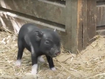Свинка Ляля - символ 2019 года - родила поросят. В Гродненском зоопарке еще одно пополнение