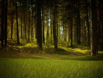 Запрет на посещение лесов сохраняется в 16 районах Беларуси