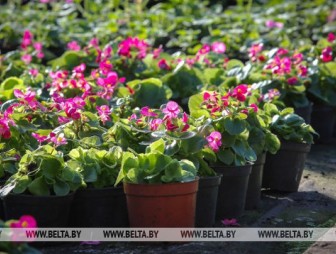 В Польше открыли первый в мире приют для цветов