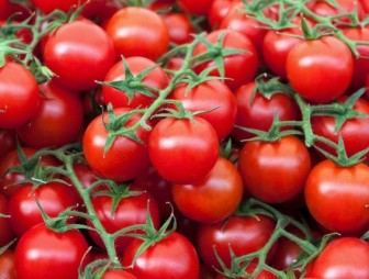 Как спасти помидоры от тумана: народные рецепты борьбы с фитофторой