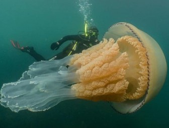 Гигантскую медузу сфотографировали у берегов Великобритании