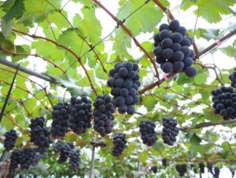 Как ухаживать за виноградом в июле: полив, подкормка и обработка от болезней