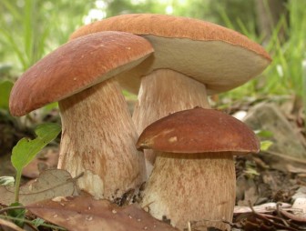 Заготавливать грибы и ягоды следует не нарушая законодательства Республики Беларусь
