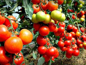 Когда снимать помидоры в теплице: срок уборки и правила хранения