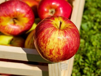 Ученые рассказали, как правильно есть яблоки