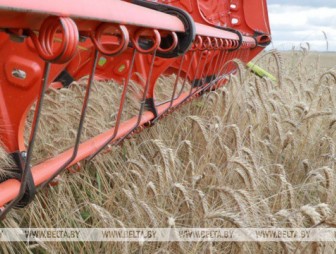 Зерновые убраны в Беларуси более чем с 50% площадей