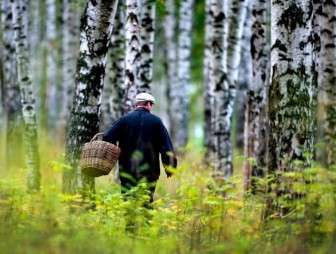 В лесах Беларуси продолжают пропадать грибники. Как не заблудиться?