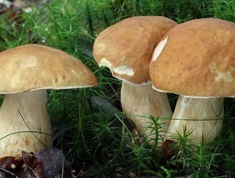 Не уверен – не бери! 6 способов определить ядовитый гриб