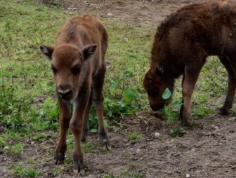 Двойня зубрят родилась в Минском зоопарке