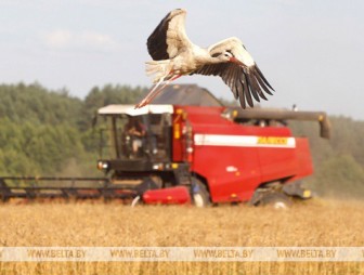 Зерновые убраны в Беларуси почти с 70% площадей