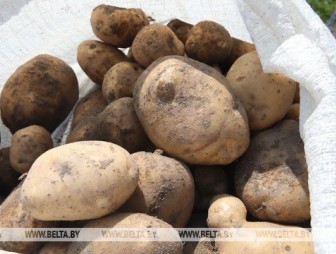 Умеренные температуры и запасы влаги в почве будут способствовать росту картофеля - Белгидромет