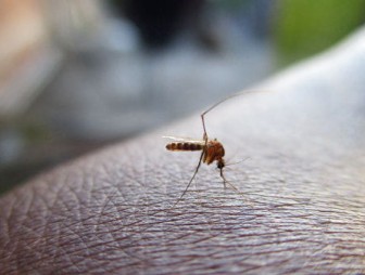 Ученые выяснили, кого чаще всех кусают комары