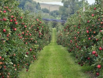 10 важных дел в саду в августе: обрезка малины, посадка саженцев и сбор урожая