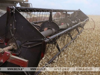 Белорусские аграрии намолотили более 5,5 млн т зерна