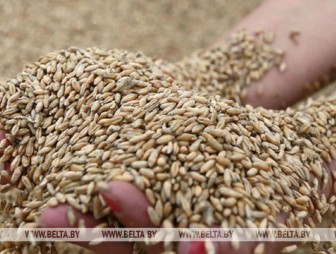 Поставка зерна по госзаказу в Беларуси выполнена более чем на 80%