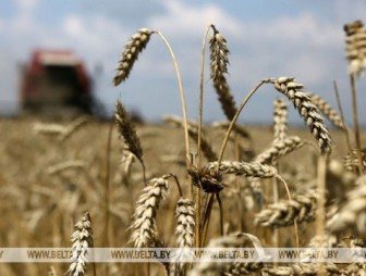 Белорусские аграрии намолотили более 5,7 млн т зерна