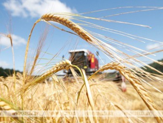 В Беларуси осталось убрать менее 9% площадей зерновых