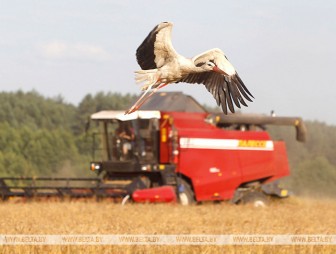 Более 6,2 млн т зерна намолочено в Беларуси
