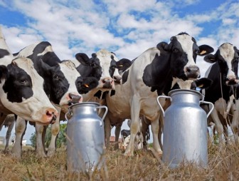 Гродненский район может стать лидером страны по удоям молока