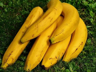 Ученые: через 30 лет на Земле могут исчезнуть бананы
