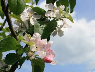 Чем грозит будущему урожаю повторное цветение яблонь, груш и черешен