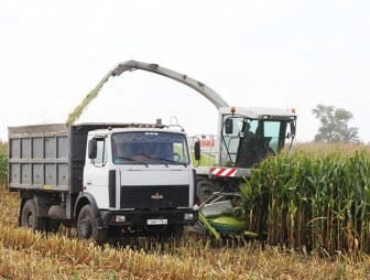 Мостовские аграрии приступили к уборке сахарной свёклы и кукурузы на силос и зелёный корм