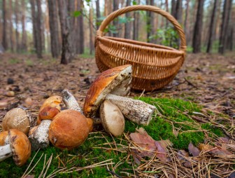Чем грозит отравление грибами, и с какого возраста их можно есть детям
