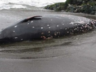 Новый вид китов обнаружили в прибрежных водах Японии