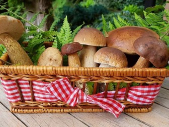 Сушим, морозим и солим: как заготовить грибы на зиму