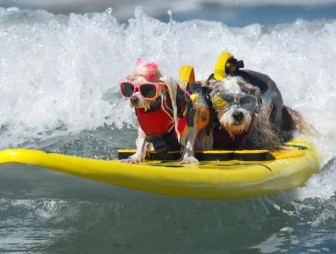 Вокруг планеты: Соревнования по собачьему серфингу прошли в Калифорнии