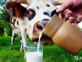 Животноводы Мостовщины за 8 месяцев 2019 года улучшили показатели по надоям молока от коровы