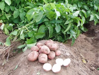 У жителя Гродненского района похитили 600 килограммов картофеля