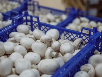 Три фабрики грибов планируют открыть в Гродненском районе