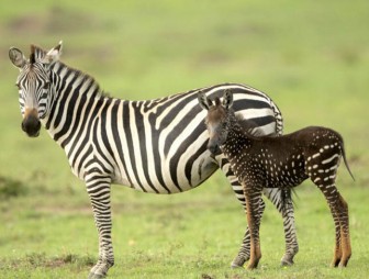 В Кении родилась зебра в горошек