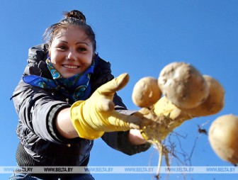 В Беларуси убрана почти половина площадей картофеля