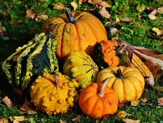Какие плодовые культуры лучше сажать осенью