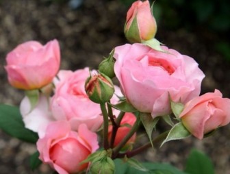 Правила посадки роз осенью: полезные и простые советы