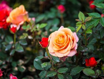 Последняя осенняя подкормка роз: полезные и простые советы